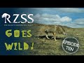 #RZSSGoesWild Episode 10: Mysterious mountain wolves