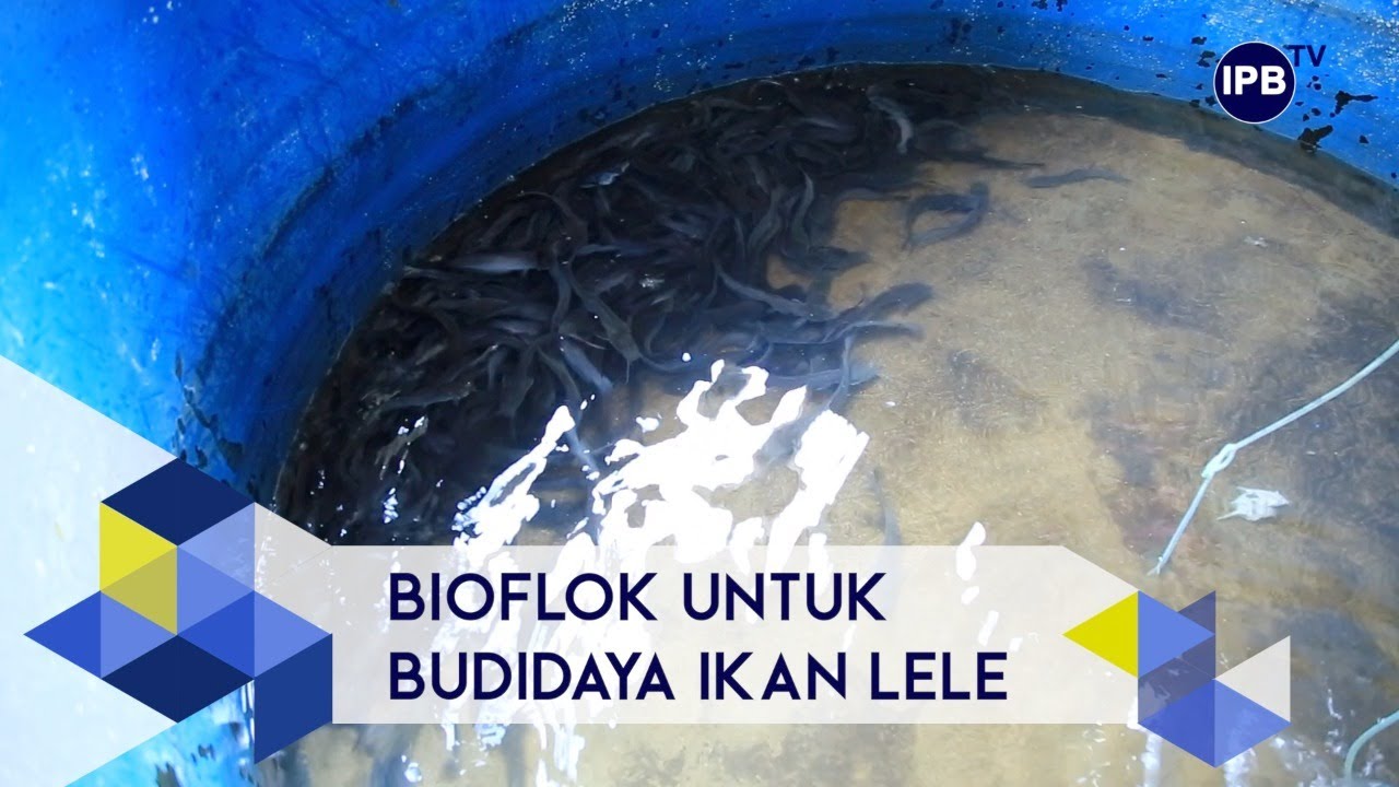 IPB Pedia: Mengenal Teknik Budidaya Ikan Bioflok
