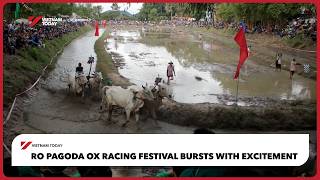 Ro Pagoda Ox Racing Festival bursts with excitement | Vietnam Today