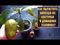Как вырастить авокадо из косточки в домашних условиях?!