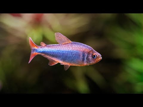 STUNNING aquarium FISH that you have probably NEVER SEEN before