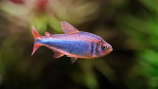 STUNNING aquarium FISH that you have probably NEVER SEEN before