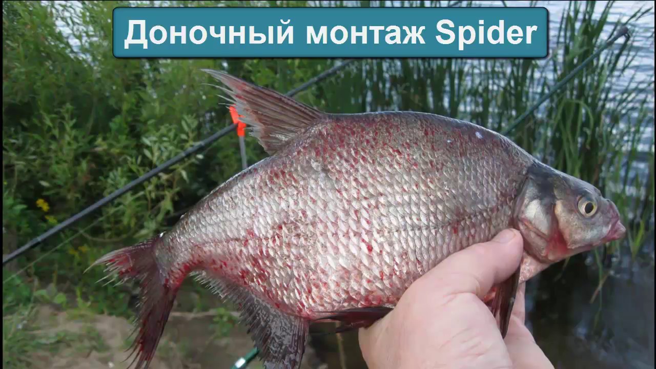 Фидер на оке