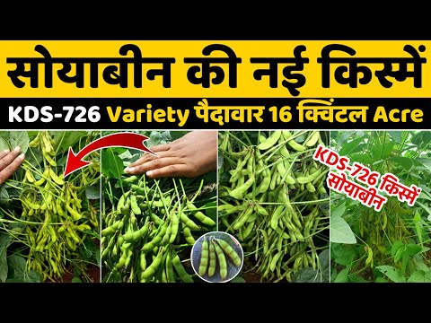 KDS 726 | soybean | New Variety | Soybean seeds | soybean