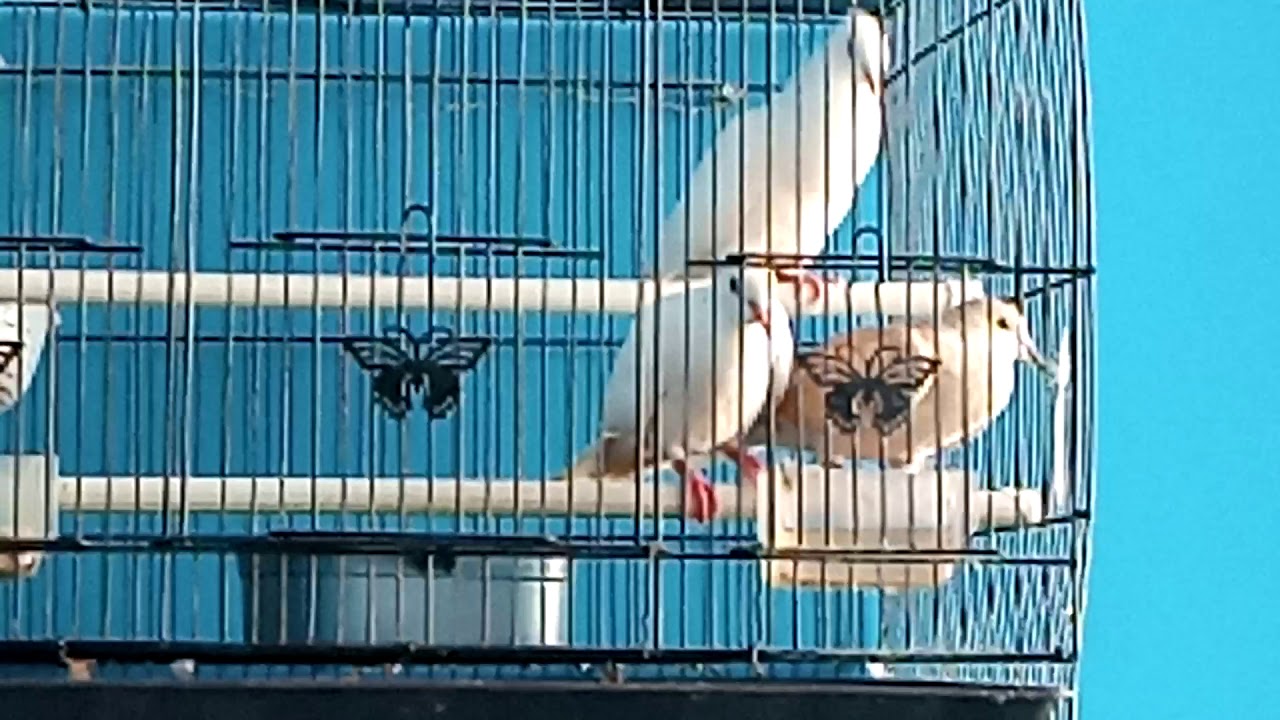 Cinta segitiga burung puter albino dan puter irak 