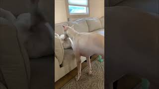 Caring Dog's Heartwarming Baby Tuck-In