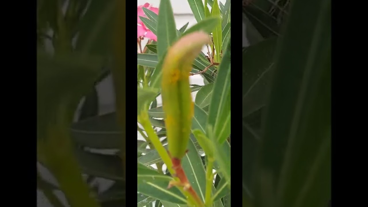 What happens after you spray soapy water on Aphids..I actually feel bad. Their cute.