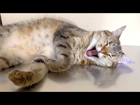 まさむねこページ Members-only】Shima Is Officially Obsessed With the Aluminum