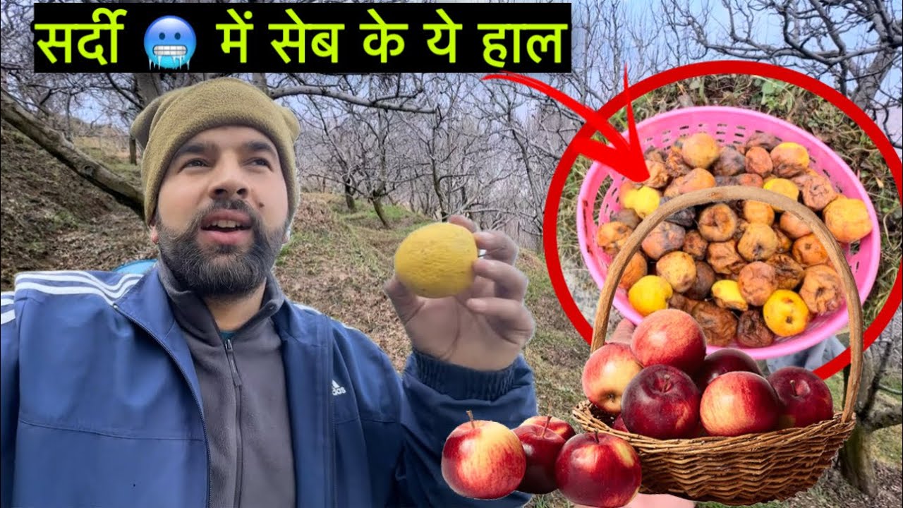 काफ़ी समय के बाद गया बगीचे की ओर देखने को मिला ये || Himachal village lifestyle vlog|| Rahul bro