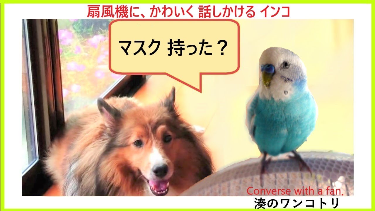 風にむかって おしゃべりする可愛いインコと穏やかワンコ おしゃべりインコ 優しい犬 犬とインコ かわいいインコ 賢い犬 犬とインコの日常 ほんわか 田舎暮らし Youtube