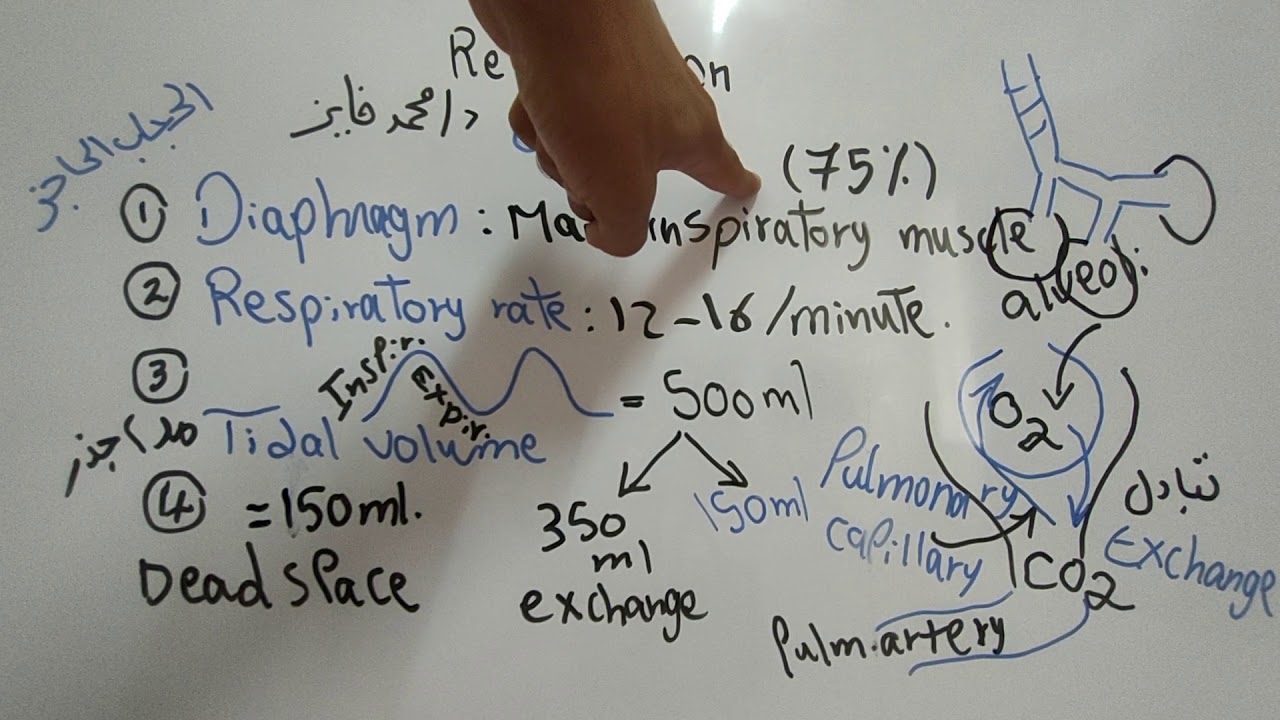Respiration تمريض دكتور محمد فايز