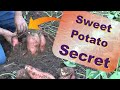 Secrets Of Sweet Potato Harvest Giants Make Giants In The Deep Mulch Garden 10-11-2021