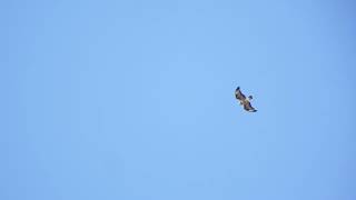 buzzard