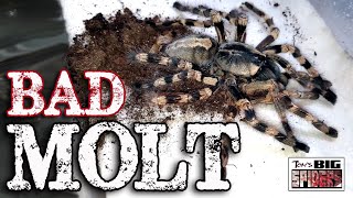 Bad Tarantula Molt