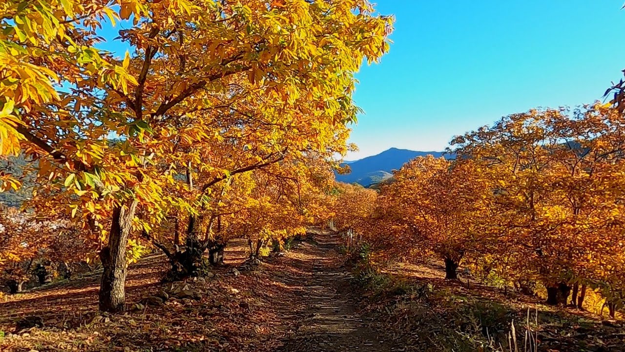 The Copper Forest, from Genalguacil to Jubrique