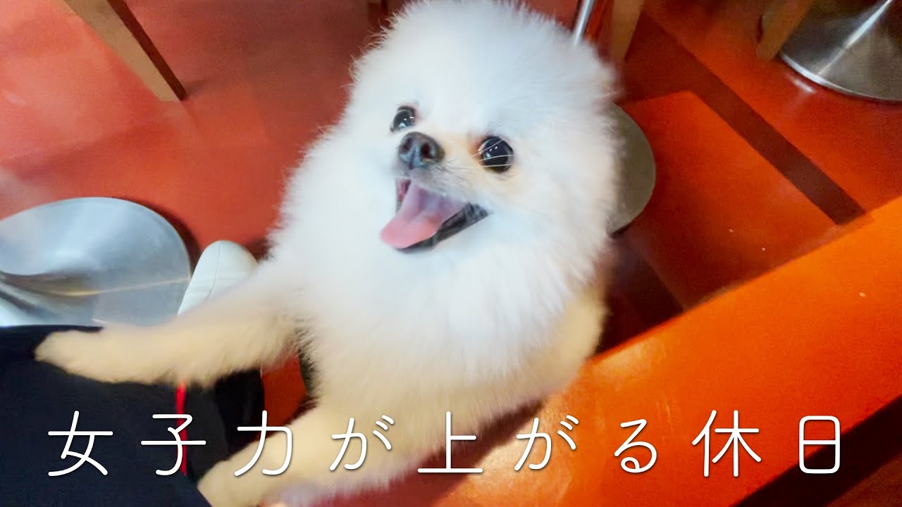 可愛いは正義 女子力の高いポメラニアン休日の過ごし方 癒しの犬動画 可愛いは正義 女子力の高いポメラニアン休日の過ごし方 癒しの犬動画