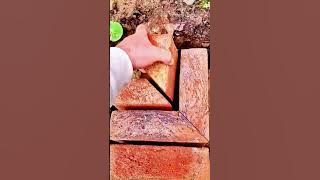 Cara yang cerdas dilakukan saat menata potongan bata menjadi sangat rapih #shorts