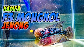 Review Ikan Louhan F3 Mongkol