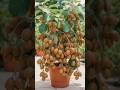How To Grow Kiwi 🥝 at Home Gardning tips(100% successful)#short#viral#tranding