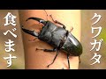 【超狂暴】メスを真っ二つにする、オオヒラタクワガタを食す