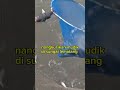 nangkul ikan mudik di sungai lematang