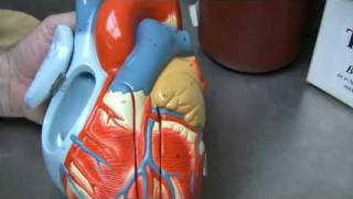 Heart Anatomy Part 2