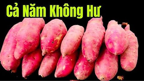 Đây Là Cách Bảo Quản Khoai Lang , Để Cả Năm Không Hư Hay Nảy Mầm