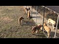 Бравая банда молодых львов! A brave gang of young lions!