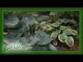 Hosta hydrangea and a hillside  volunteer gardener