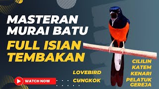 Masteran Murai Batu Full Isian Tembakan Mewah