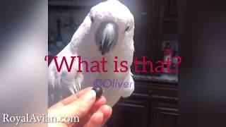 Famous Oliver vs. Blueberry Profile