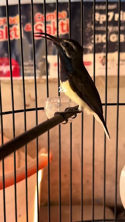 sogon sulawesi sundbird exotis gacor #birds #sogon #fyopage #kicaumania #sogontrotol#fyp#fypyoutube