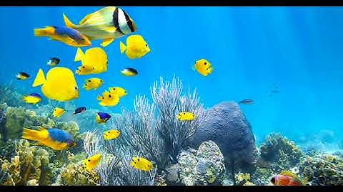 Shallows (modular synth patch) [Endorphin.es Furthrrrr Generator]