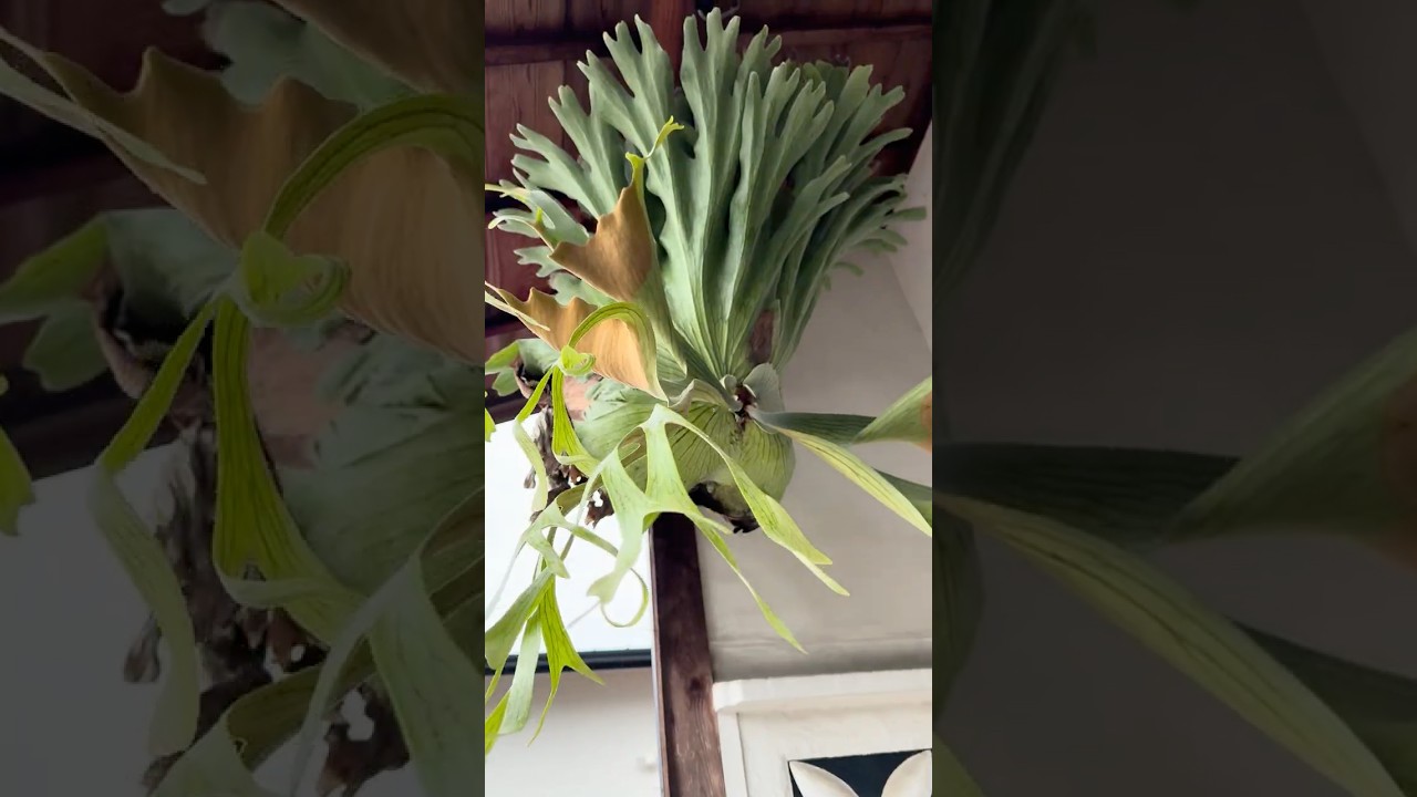 ビカクシダのある暮らし〜Beautiful Staghorn Fern in the Landscape