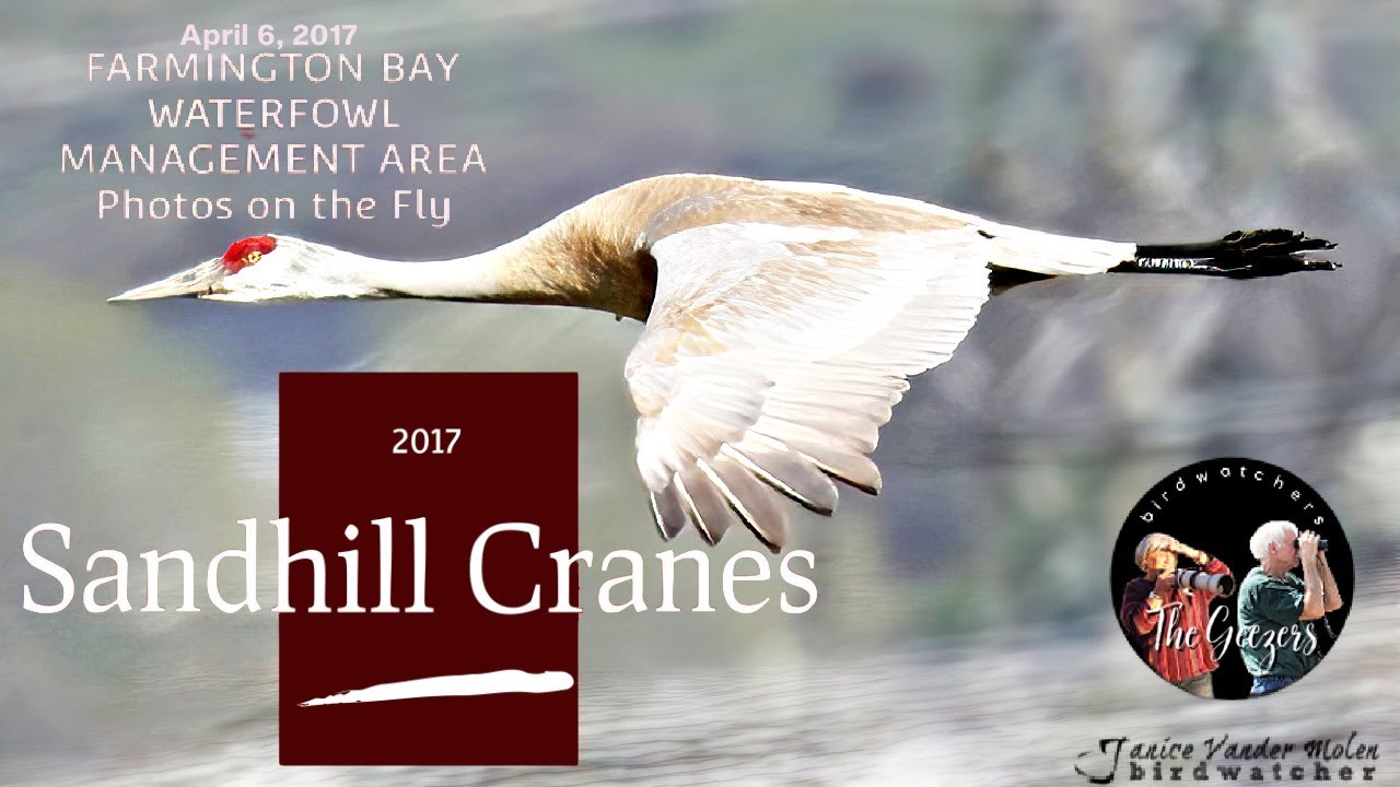 Sandhill Crane Pair Calling YouTube