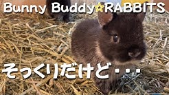 うさぎ専門店rabbitsラビッツ Youtube うさぎ専門店rabbitsラビッツ Youtube