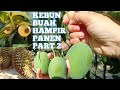 BUAH DURIAN MANGGIS MANGGA HAMPIR PANEN