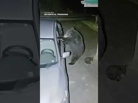Hungry mama bear smashes into car searching for food for cubs #Shorts