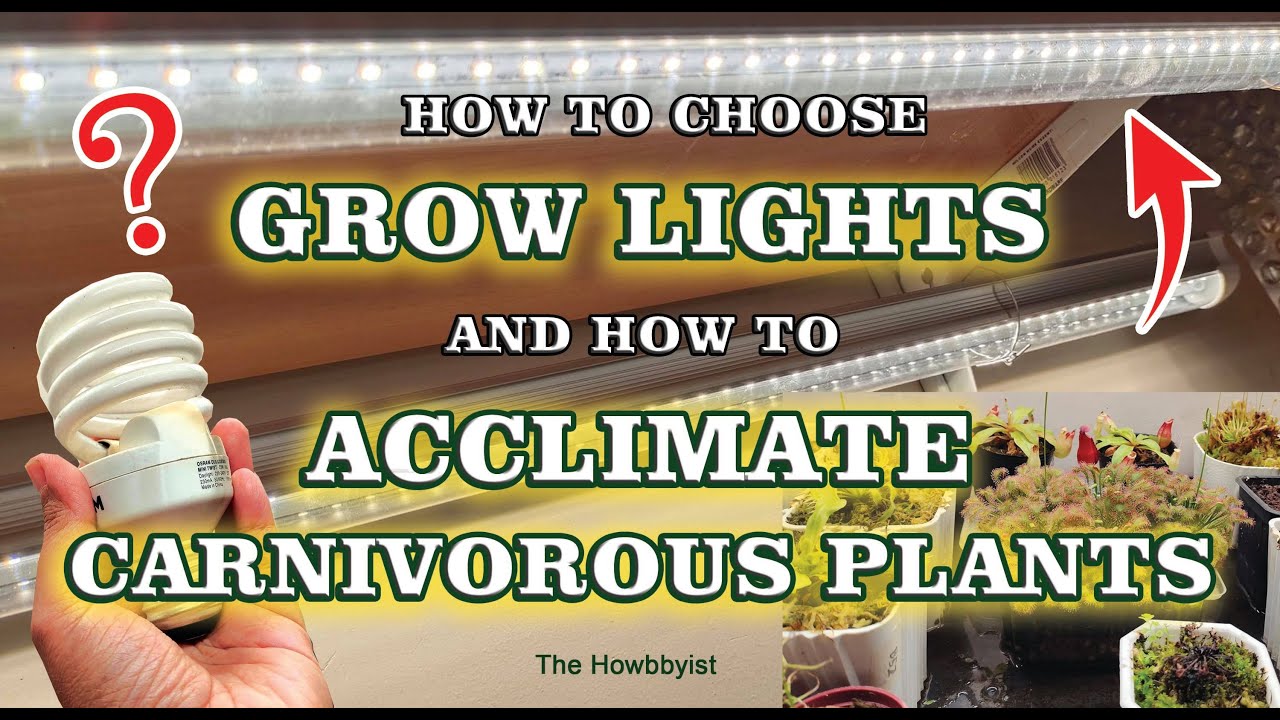 How to Choose Grow Lights and Acclimate Carnivorous Plants YouTube