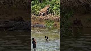 Macan Tutul vs Buaya! Angsa Jadi Saksi Ketegangan di Alam Liar 😱 #animals #shots #wildlife