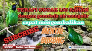 Download Lagu TERAPI CUCAK IJO BAHAN DENGAN GEMRICIK AIR FULL 1 JAM @Andriankicauburung MP3 Download Lagu TERAPI CUCAK IJO BAHAN DENGAN GEMRICIK AIR FULL 1 JAM @Andriankicauburung MP3