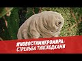 #новостимикромира: стрельба тихоходками