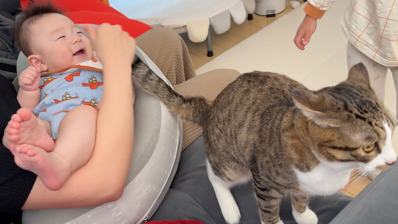 赤ちゃんをあやす猫しっぽ A Cat's Tail Soothing a Baby
