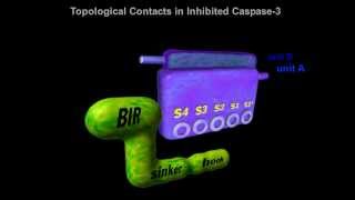 Caspase-3 in Apoptosis, Rate My Science