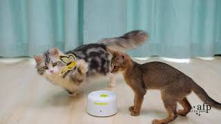 All For Paws - Motion activated butterfly