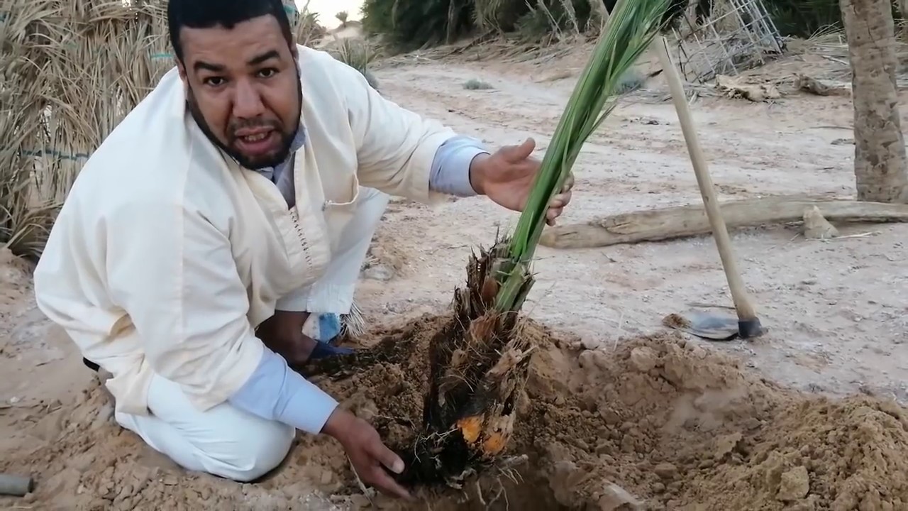 كيف تغرس فسيلة نخيل (غرسة) بطريقة بسيطة جداً
