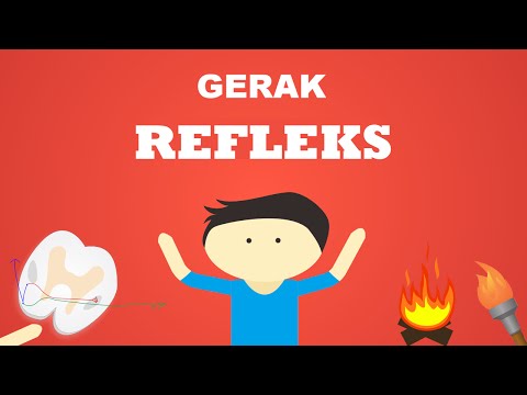 Video: Apa Itu Refleks