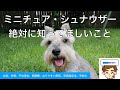 ミニチュアシュナウザーさんを飼う人に絶対に知ってほしいこと【獣医が教える】　〜出身、歴史、性格、寿命、医療費、なりやすい病気、早期発見法、予防法〜