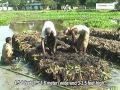 Floating Vegetable Garden Technology