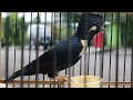 Burung raja perling  burung hitam sulawesi